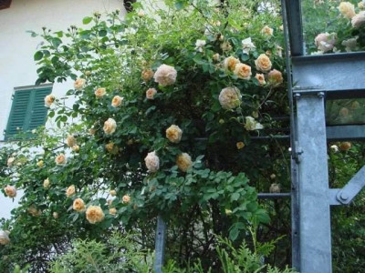 Rose_Carport_1.jpg