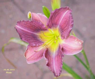 Smlg Eleanor Apps x 2019_006.JPG