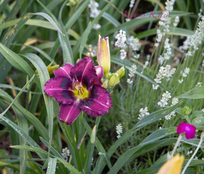 IMG_2053.jpg