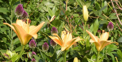 Lilie und Allium 2019a.jpg