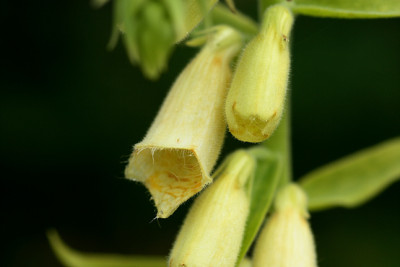 St_Digitalisgrandiflora120607.jpg