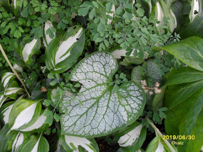 Brunnera silbriges Blatt 2019.jpg