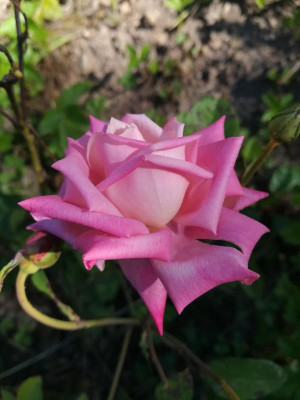 IMG_20190629_101731.jpg
