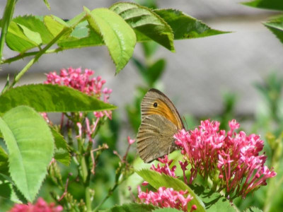 DSCF8849.JPG
