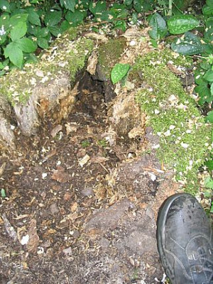 zerwuhlter_Baumstumpf_fars_2007.jpg