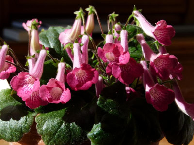 P1150746.JPG