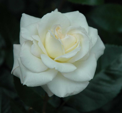 A4226a_Large.JPG