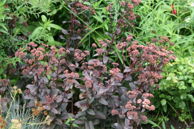 Sedum1017.JPG