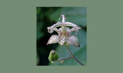 Tricyrtis.jpg