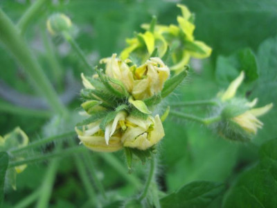 Blute_Reisetomate_55161.jpg
