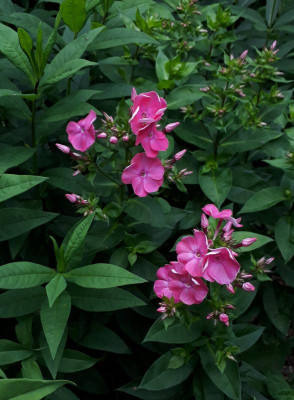 20190701_162116.jpg
