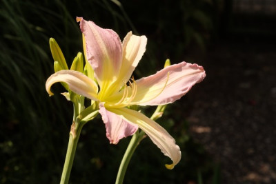 DSCF9709_4040.JPG