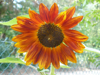 Sonnenblume.jpg