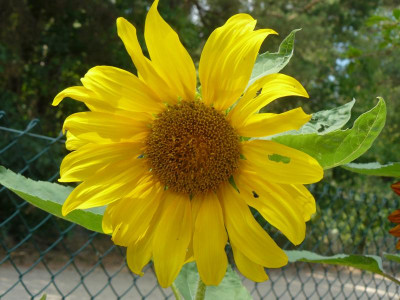 Sonnenblume 1.jpg