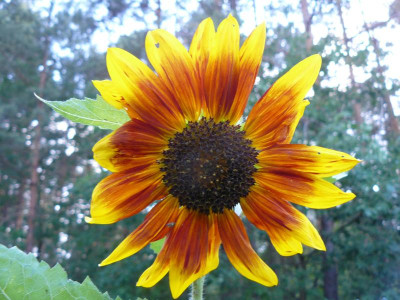 Sonnenblume 2.jpg