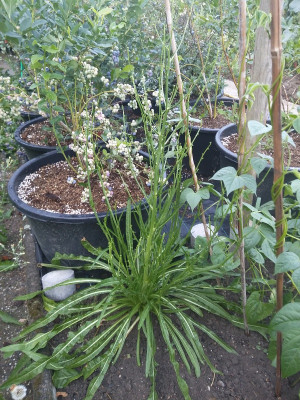Catalogna puntarelle Blütentrieb.jpg