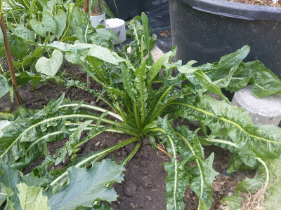 Catalogna puntarelle.jpg