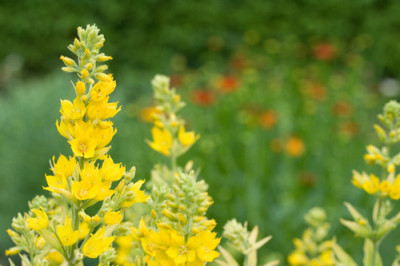 Lysimachia-punctata.jpg