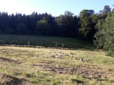 schnuckensommer19.jpg