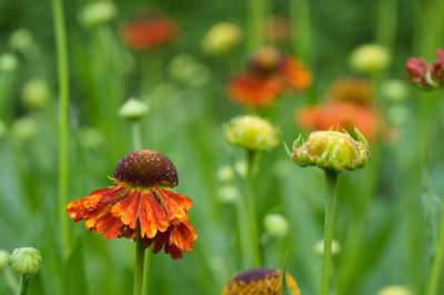 helenium-moerheim-beauty.jpg