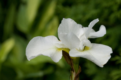 iris-sibirica-snow-queen.jpg