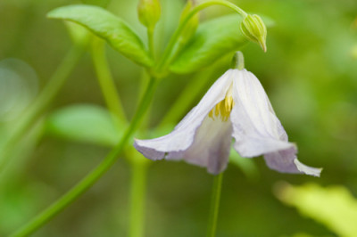 Clematis-viticella-Hanna.jpg