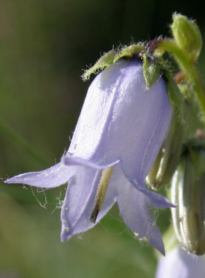 IMG_2857_eCampanula_barbata_Bluete.JPG
