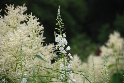 Epilobium-ang-album.jpg