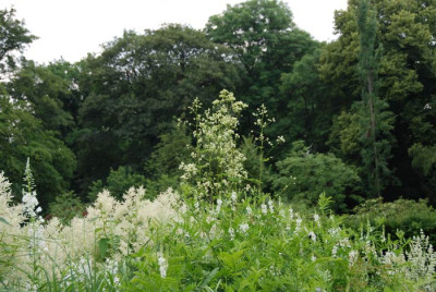 Thalictrum-polygamum.jpg