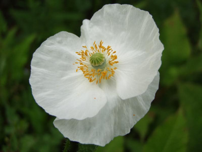 Mohn.jpg