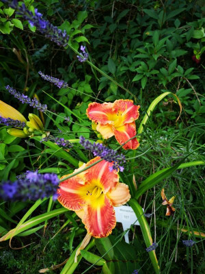 IMG_20190702_163912.jpg
