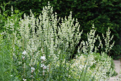 Nepeta-nuda-Isis-k.jpg