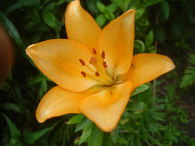 DSC06478.JPG