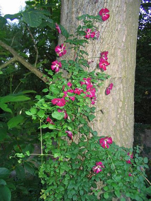Clematis_an_Walnuss.jpg