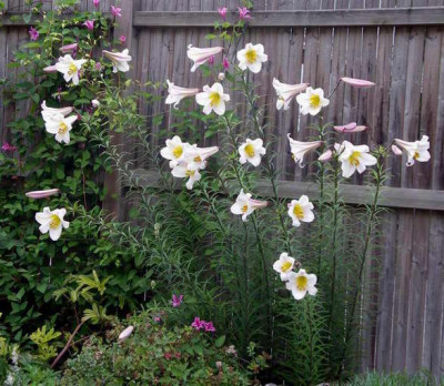 _Lilium_regale_und_Clematis_texensis_2007-06-13.JPG