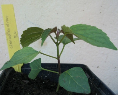 Clerodendron.JPG