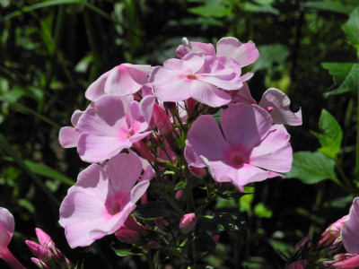 DSCN4612.JPG