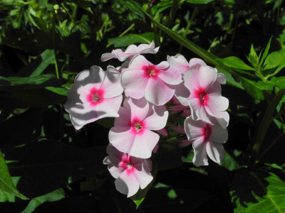 DSCN4609.JPG