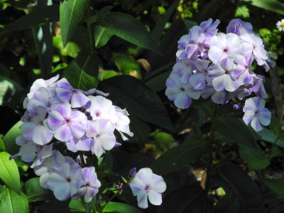 DSCN4602.JPG