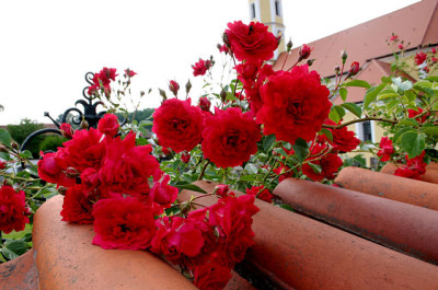 Rose_Heinfels1007.jpg