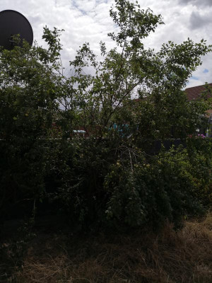 IMG_20190703_141122.jpg