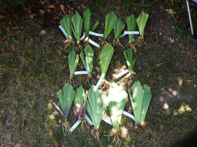 Iris Schwertlilienoase P7030005.JPG
