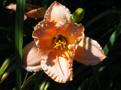 Shimmering Elegance tja P7030012.JPG