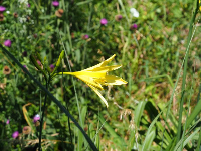 Hemerocallis citrina Ochroleuca P7030010.JPG