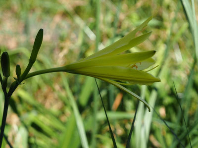 Hemerocallis citrina Ochroleuca P7030023.JPG