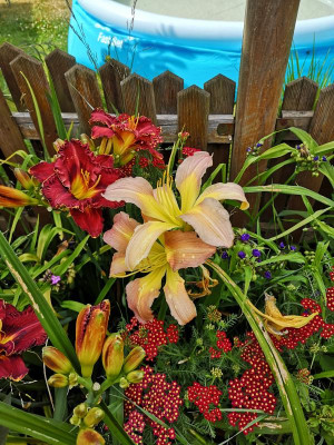 IMG_20190703_164227.jpg