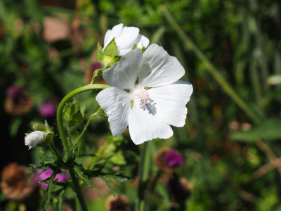 Malva moschata Alba P7030015.JPG