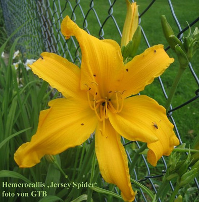 Jersey_Spider_5499_r11.jpg