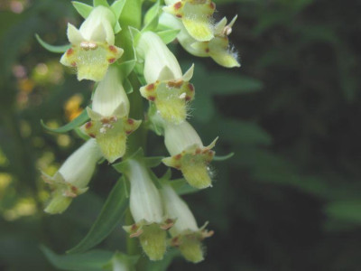 Digitalis_micrantha_01.jpg