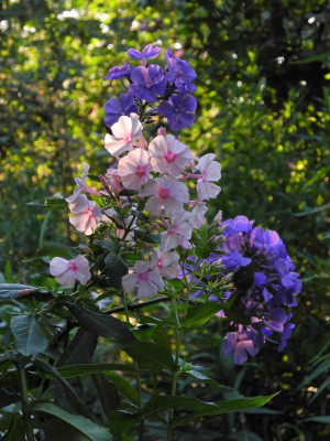 2019-07-03 DSCN4641.jpg